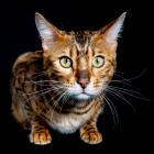 Ownership of Bengal cats requires a special permit in Southland. PHOTO: GETTY IMAGES
