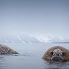 Walrus in on the water’s surface in their natural arctic habitat in Svalbard, Norway. Photos:...