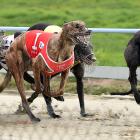 Greyhounds chase the lure. PHOTO: PETER MCINTOSH