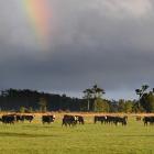 A recovery in beef prices is expected in the shorter term due to increased demand from the United...