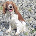 Evie, an 18-month-old Welsh springer spaniel, is helping keep endangered birds safe in the Ashley...
