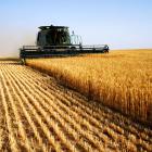 A diesel-powered combine harvester harvests a field of golden wheat. PHOTO: GETTY IMAGES