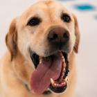 Labradors were the second most popular canine companions to insure. Photo: Southern Cross Pet...