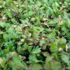 Leptinella nana or the pygmy button daisy is one of New Zealand’s most threatened species. Photo:...