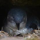 The area is an active habitat for the kororā,&nbsp;or little blue penguin. Photo: ODT files 