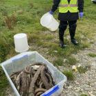 Volunteer and Hokonui whānau member Luka Finn shows some of the 400 eels found dead during the...