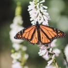 New Zealand monarch butterflies have adapted to island life. PHOTO: ALLIED PRESS ARCHIVES