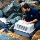 Big Bird runs back to sea with the help of Oamaru Blue Penguin Colony environment team leader...