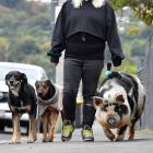 Sarah Alexander and pets (from left) Lucy, Roxy and Piglet take regular walks around South...
