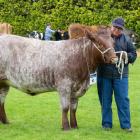 Anita Erskine, of Tuatapere, parades in-calf rising 2-year-old beef shorthorn heifer Westwood...