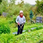 Merylei Guthrie chops down plant material to help improve the soil for future growth. PHOTOS:...