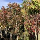 Allanton nursery Trees of the World is holding a sale on trees from this weekend. PHOTO: SUPPLIED