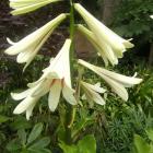 The historic Orari Estate is allowing the public to see their Himalayan lilies in full bloom....