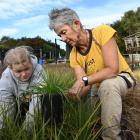 Clearing weeds from juvenile cabbage trees at Te Kākano’s nursery on Tuesday are volunteer Tom...