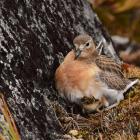 The southern dotterel is one of the species Predator Free Rakiura is hoping to protect on Stewart...