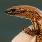 An awakōpaka skink, which has been moved to Auckland Zoo. PHOTO: SUPPLIED