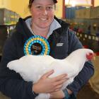 A champion large white Wyandotte — an egg and meat breed — held by Emma Holland, of Geraldine.