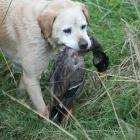 Dogs are an important part of the team during duck-shooting season and need to be looked after...