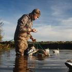A duck-shooter sets up duck decoys on a pond. PHOTO: FILE