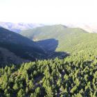 The slopes of Mid Dome, Northern Southland, covered in wilding conifers in May, 2015. PHOTO:...