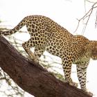 A leopard comes down from a tree in Samburu National Reserve, Kenya. PHOTO: CORBIS VIA GETTY IMAGES
