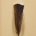 The feather was auctioned at Webb's Auction House in Auckland, 116 years after the last confirmed...