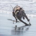 An endangered wrybill being chased by an off-lead dog at Waikuku Beach. Photo: Supplied by Ashley...