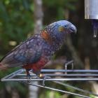 A kākā shows off at the Orokonui Ecosanctuary-Te Korowai o Mihiwaka. PHOTOS: LINDA ROBERTSON