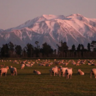 Beef +Lamb says New Zealand boasts some of the highest animal welfare standards in the world -...