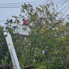 Rules are changing to make it easier for lines companies to remove trees and branches near...