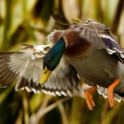 A mallard duck. Photo: Fish and Game 