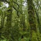 Rainforest at Milford Sound. PHOTOS: ODT FILES


