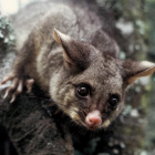 Recovery of possum skins and fur has been a long-standing practice on the West Coast, with the ...