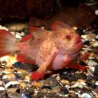 It's estimated there are fewer than 100 red handfish left in the wild in two small patches of...