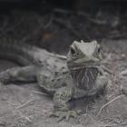 Invercargill's Queens Park tuatara (possibly Henry) PHOTO: LAURA SMITH