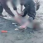 MPI reviewed a social media video of the incident and concluded the shark was most likely killed...