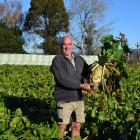 Berwick dairy farmer Mark McLennan took the top honour for his fodder beet crop at the 2024...