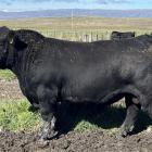 Penvose Angus rising 2-year-old bull Penvose 22116 sold for $18,800 in the Maniototo. Photos:...