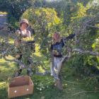 Community Fruit Harvest Ōtepoti volunteers Mana O’Connell (left) and Maia Chambers work on one of...