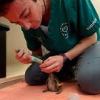 Dunedin Wildlife Hospital vet Dr Lizzie Thomas feeds nutritious fish slurry to a days-old hōiho...