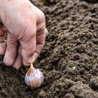 Leave the tips above the soil when planting garlic. Photo: supplied 