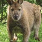 Wallabies are on the loose in Mid Canterbury. Photo Supplied