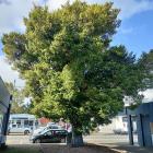 The Hewlings tōtara in Geraldine is in the running for tree of the year. PHOTO: SUPPLIED