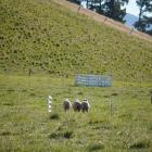 Omarama dog triallist Scott Hunter and Lucy won the short head and yard at the South Island sheep...