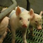 Pig farmers believe putting mother pigs and piglets in farrowing crates for seven to 10 days is...