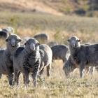 Export prices are forecast to fall for fine and medium micron wool in 2024-25 and rise for strong...