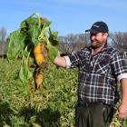 Craigneuk farm worker Tom Paton inspects a fodder beet from a paddock named the supreme winner of...