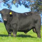 Angus bull Fossil Creek Trooper T013 fetched the top price of $15,000 at the 24th annual Fossil...