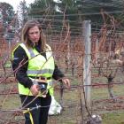 Katherine Hirsh prunes a section of vine during the hortisport race. PHOTO: RUBY SHAW
