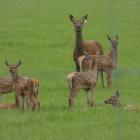 The Deer Industry Conference will be hosted in Ashburton instead of Napier to take the pressure...